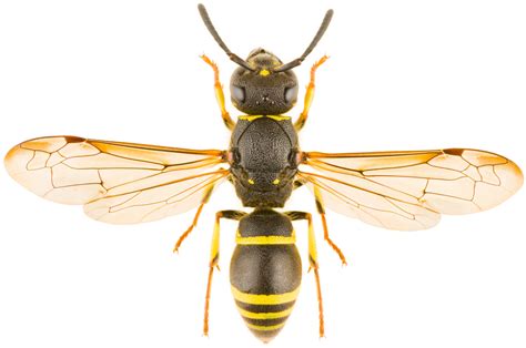 wasps and hornets in ontario